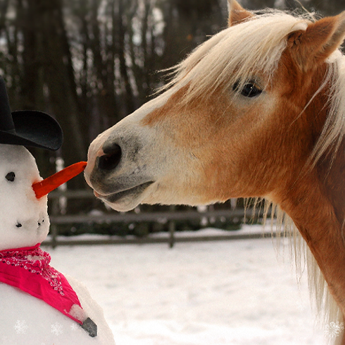 {"default":"Pony Collection"}