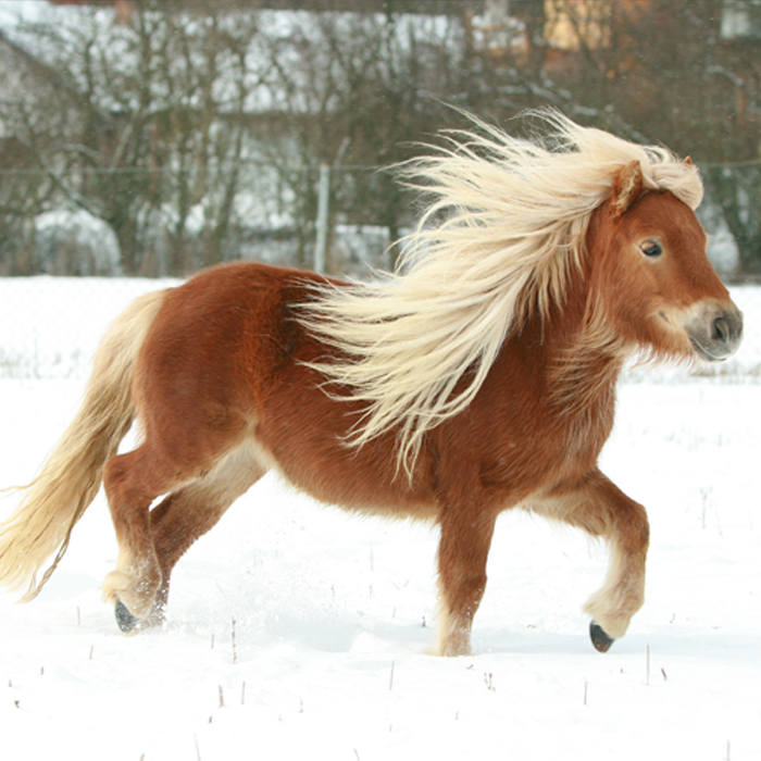 {"default":"Shetland Pony Collection"}