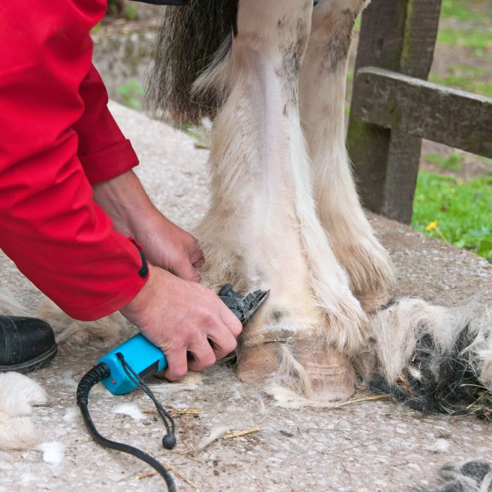 {"default":"Clippers, Blades and Accessories"}
