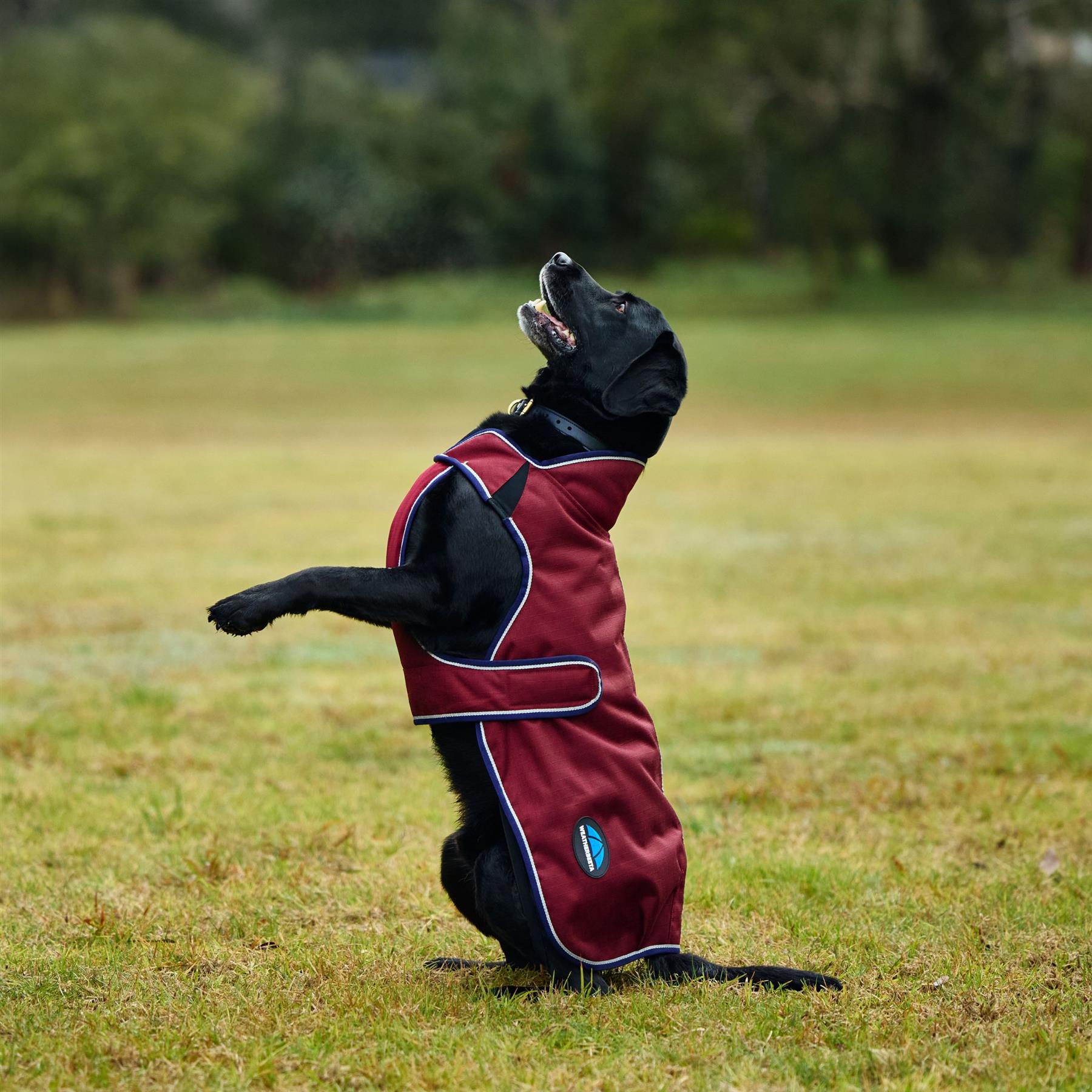 Weatherbeeta Comfitec Premier Deluxe Waterproof Dog Coat