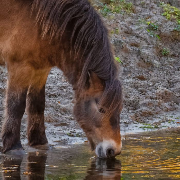 {"default":"electrolytes"}