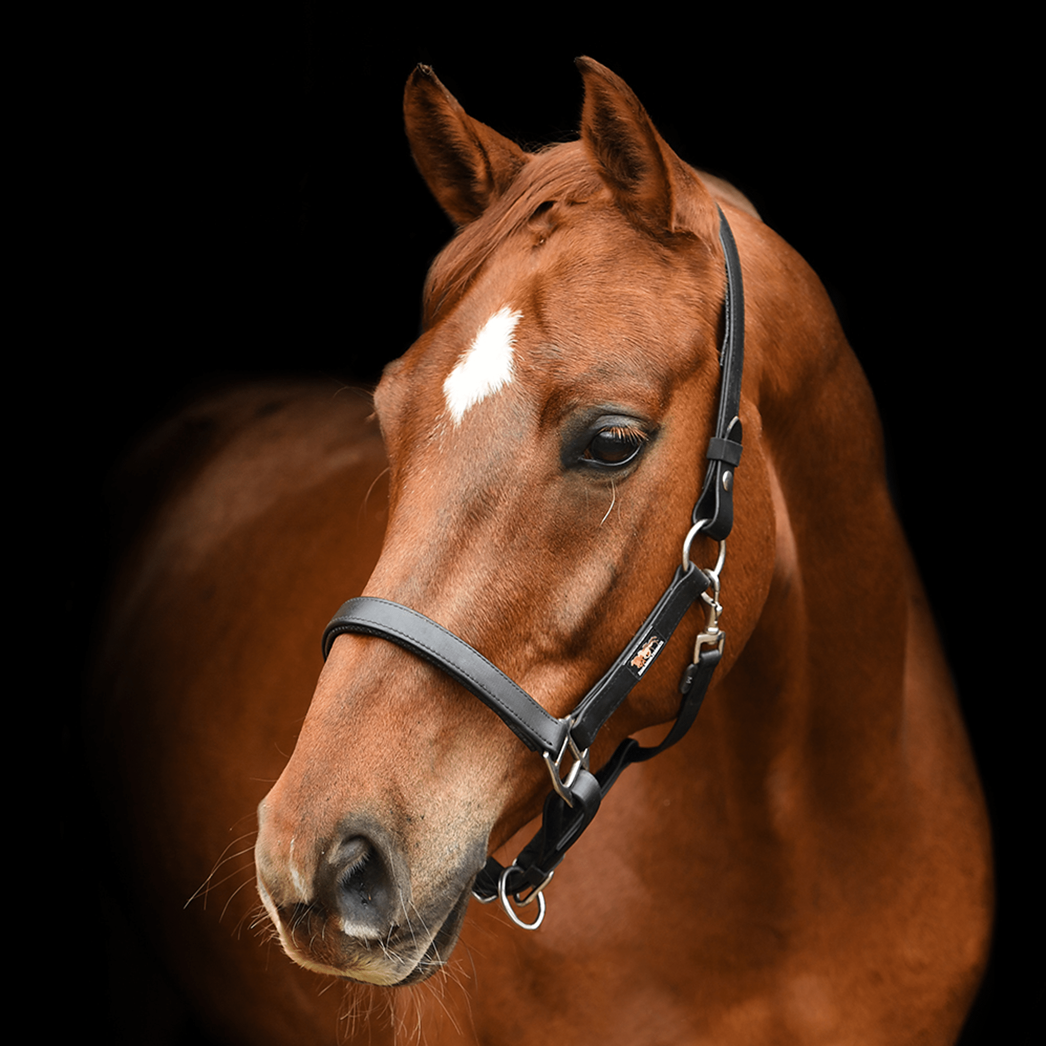 Equilibrium Stellar Head Collar