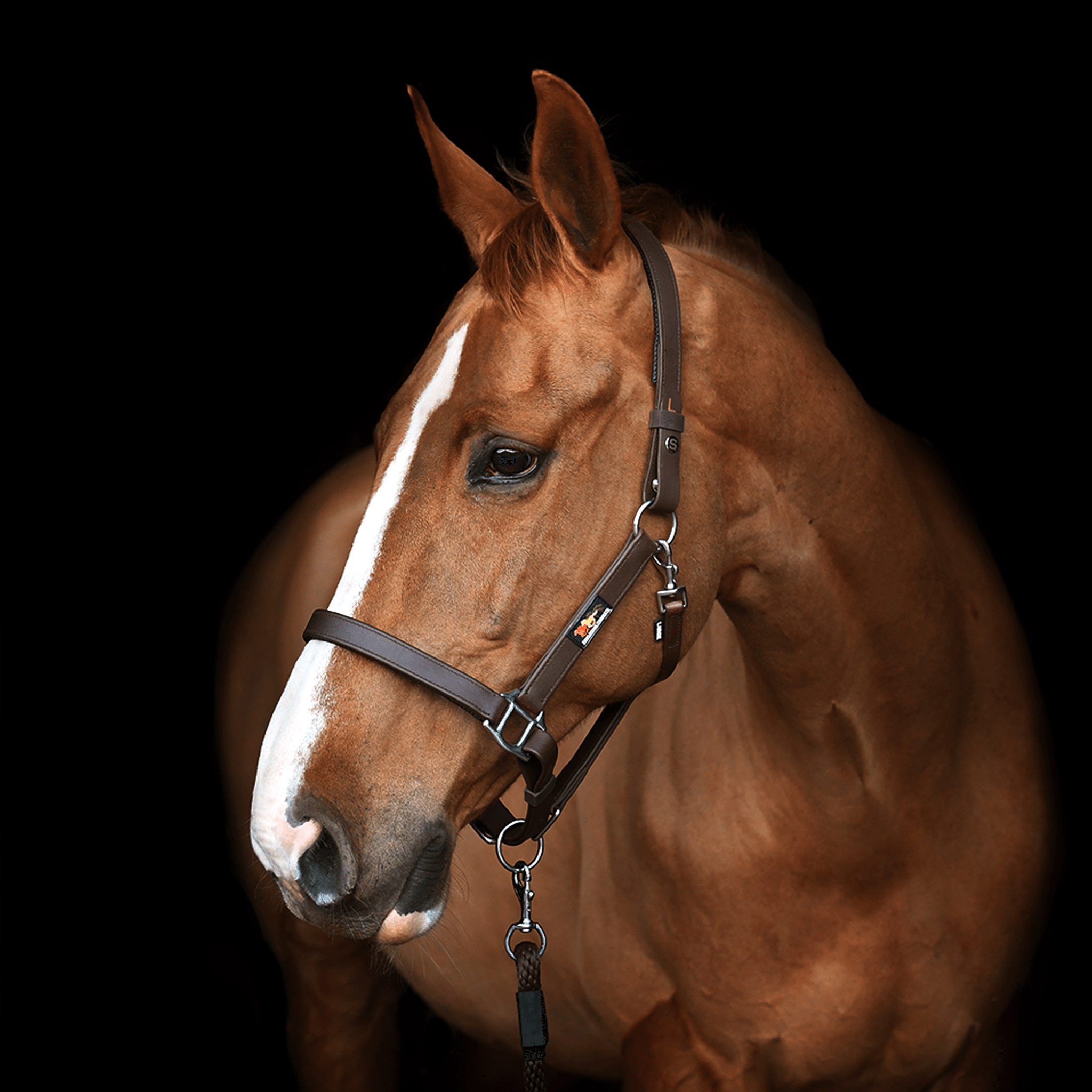 Equilibrium Stellar Head Collar - Small Pony · Brown