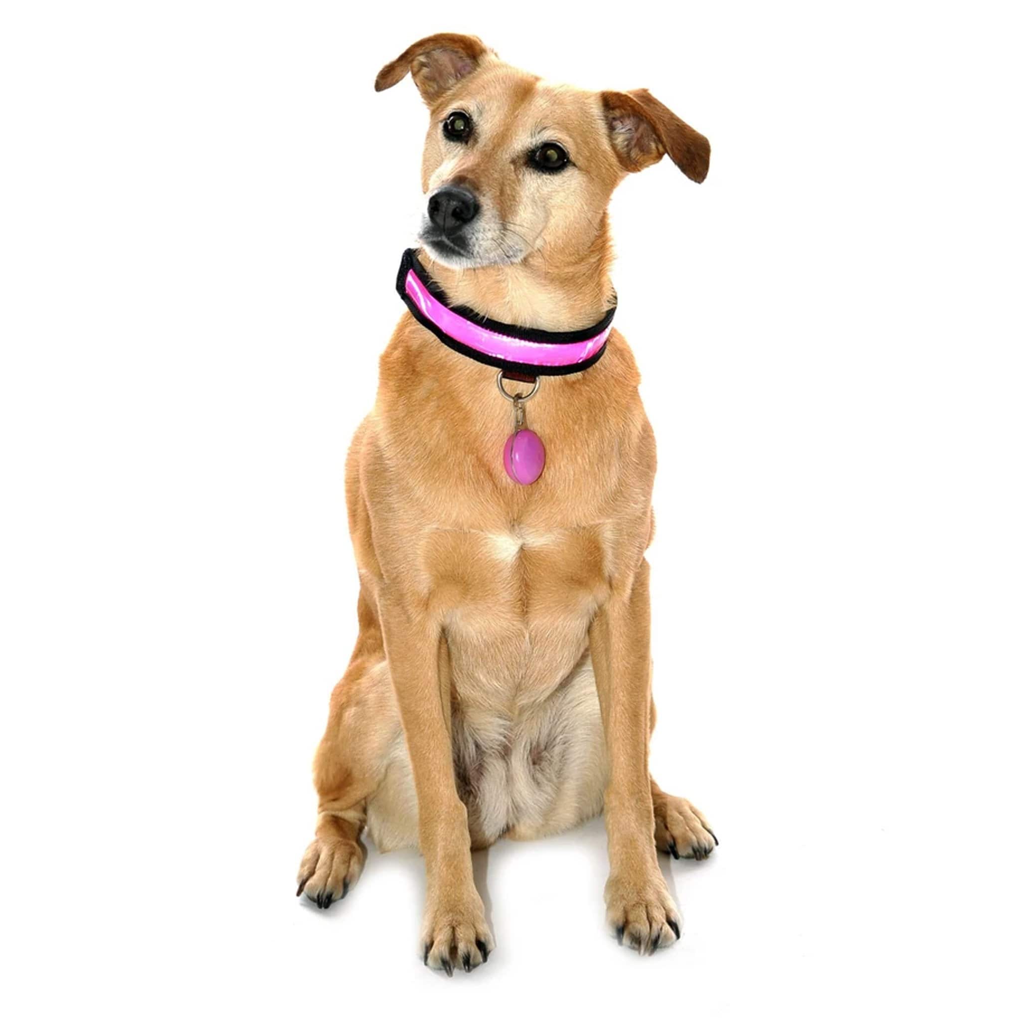 Equisafety Reflective Led Hi Viz Dog Collar - Large · Pink