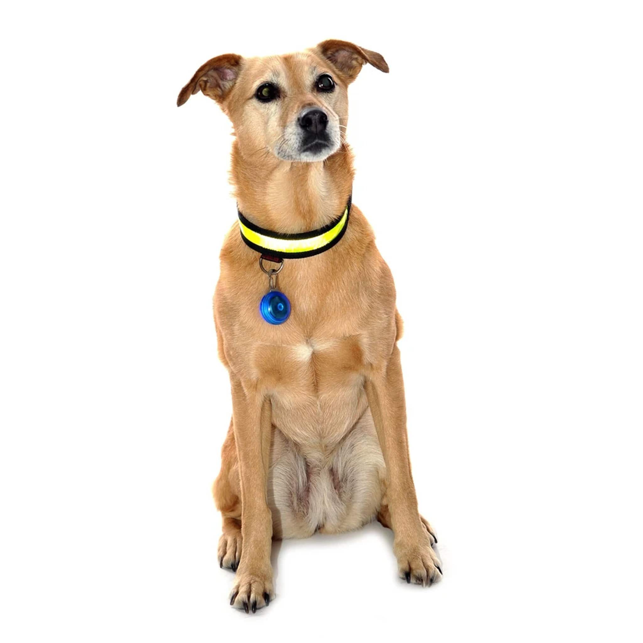 Equisafety Reflective Led Hi Viz Dog Collar - Small · Yellow