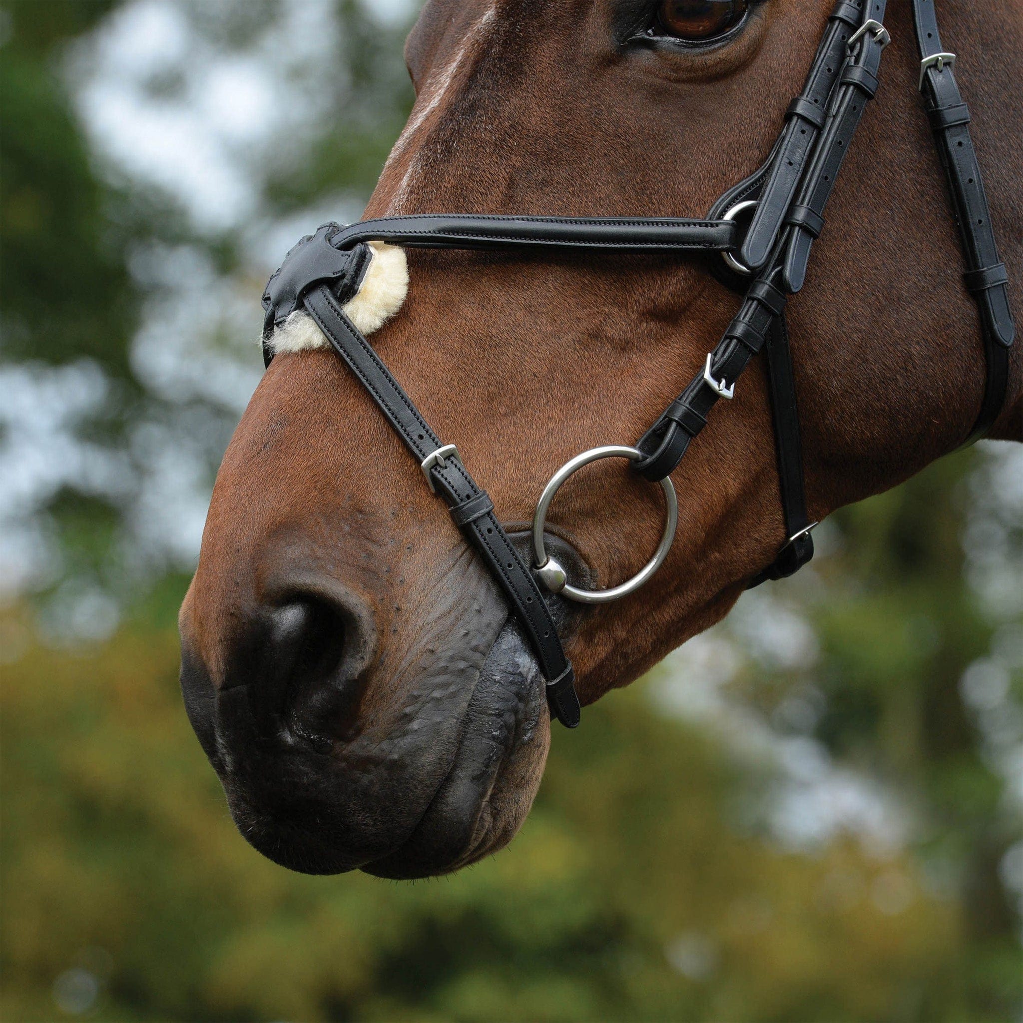 Collegiate ComFiTec Grackle Bridle