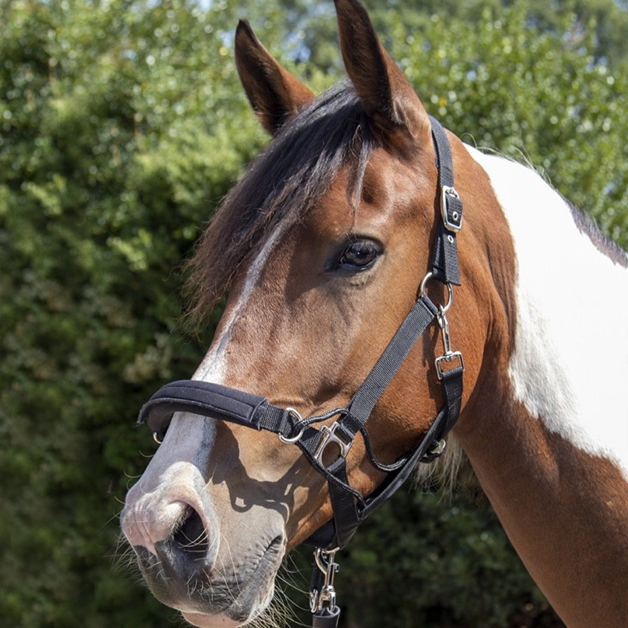 HKM Safe Control Headcollar Free UK Delivery Available at EQUUS