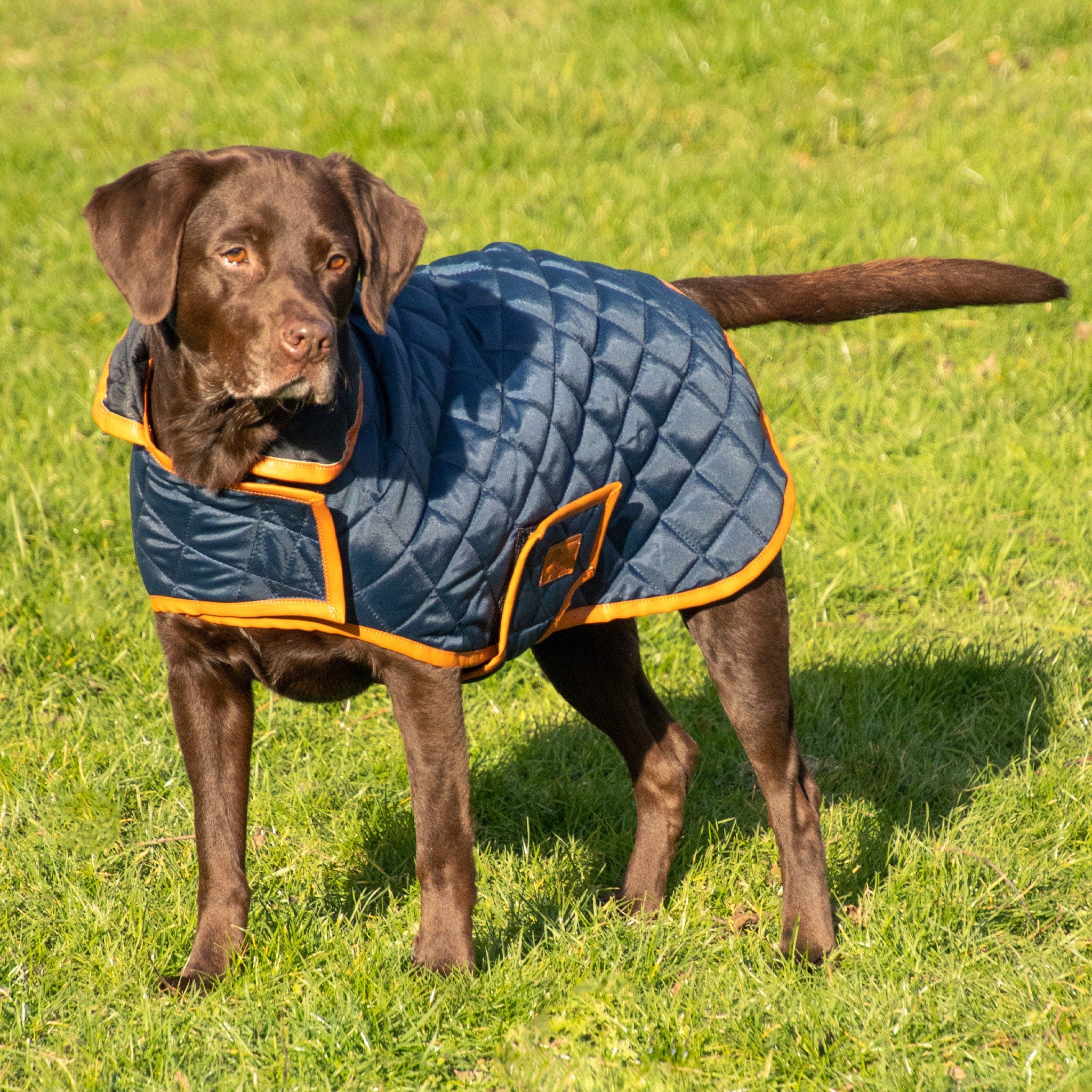 Equine best sale dog coats