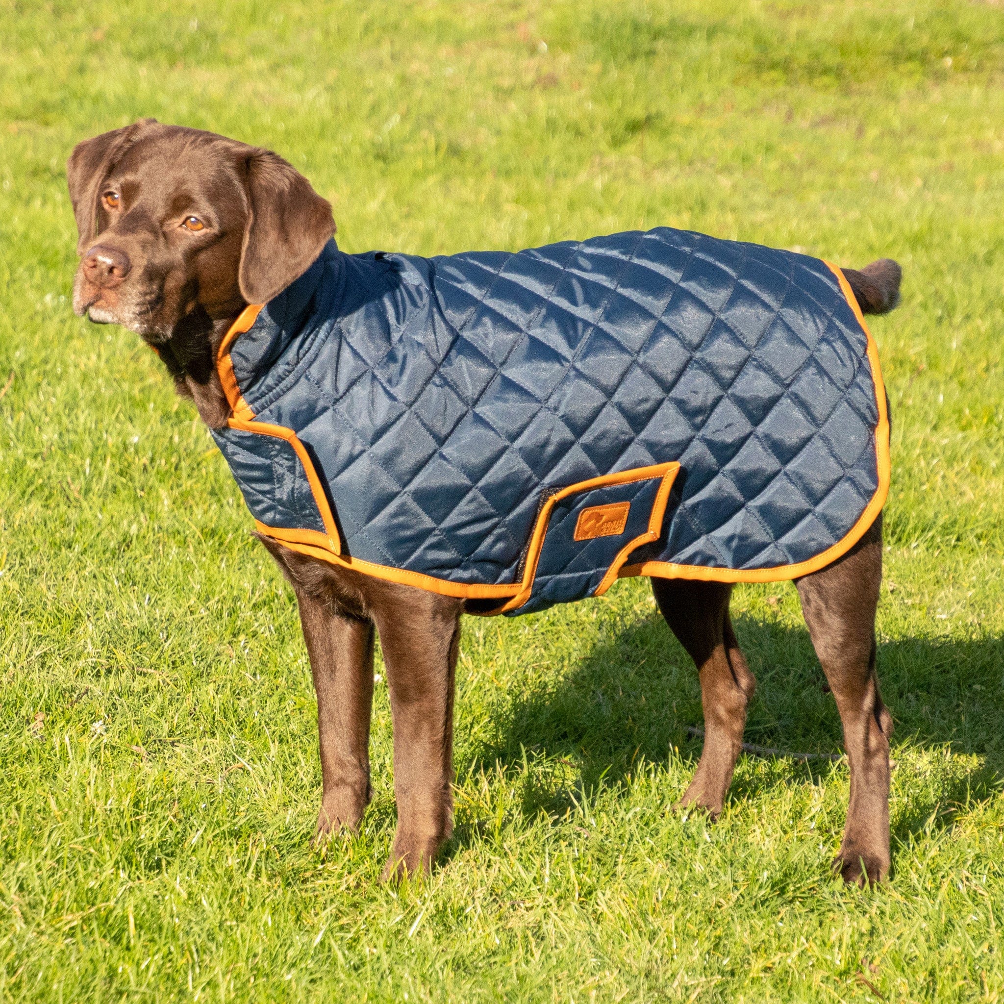 Hy Equestrian Benji and Flo Quilted Dog Coat