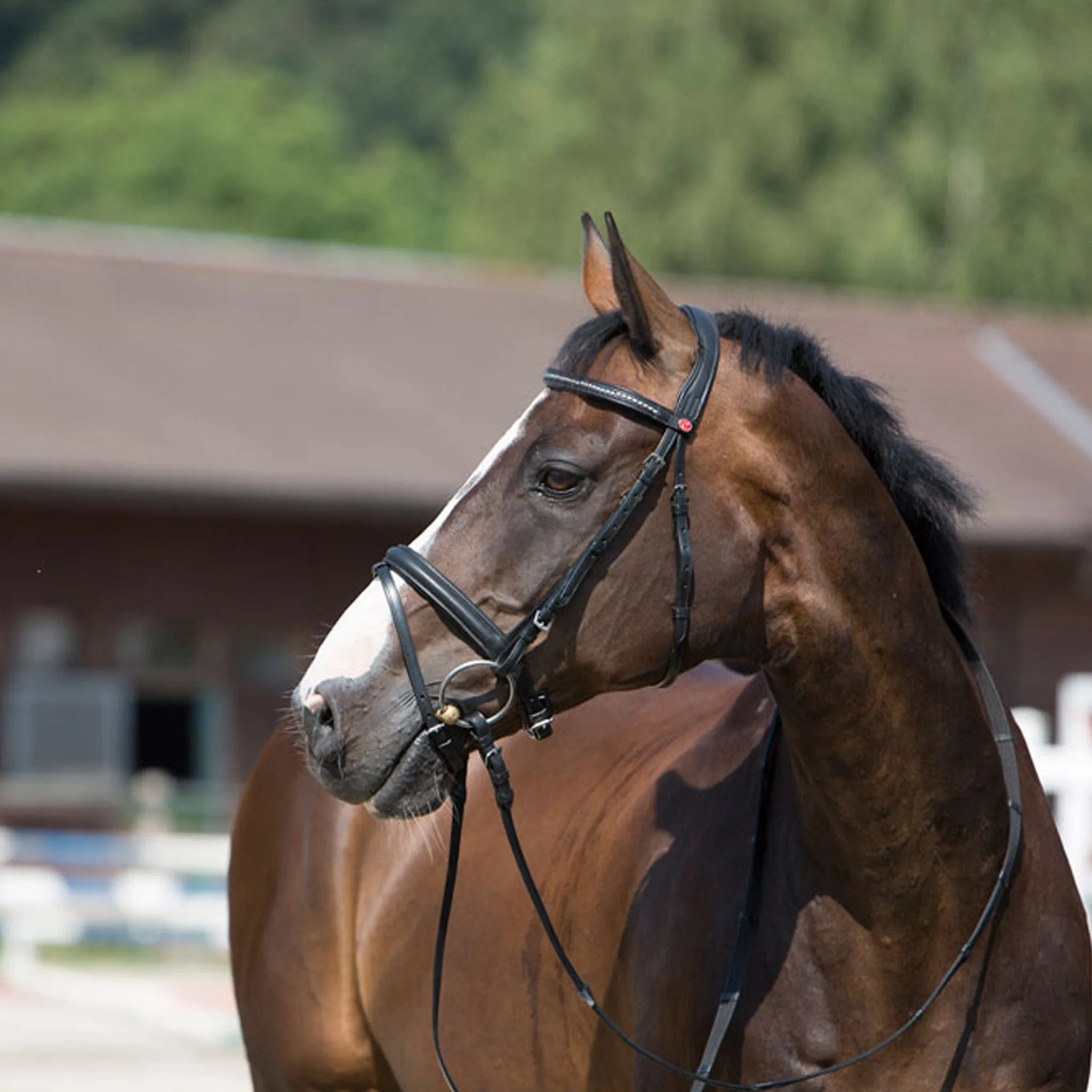 {"default":"Black Bridles"}