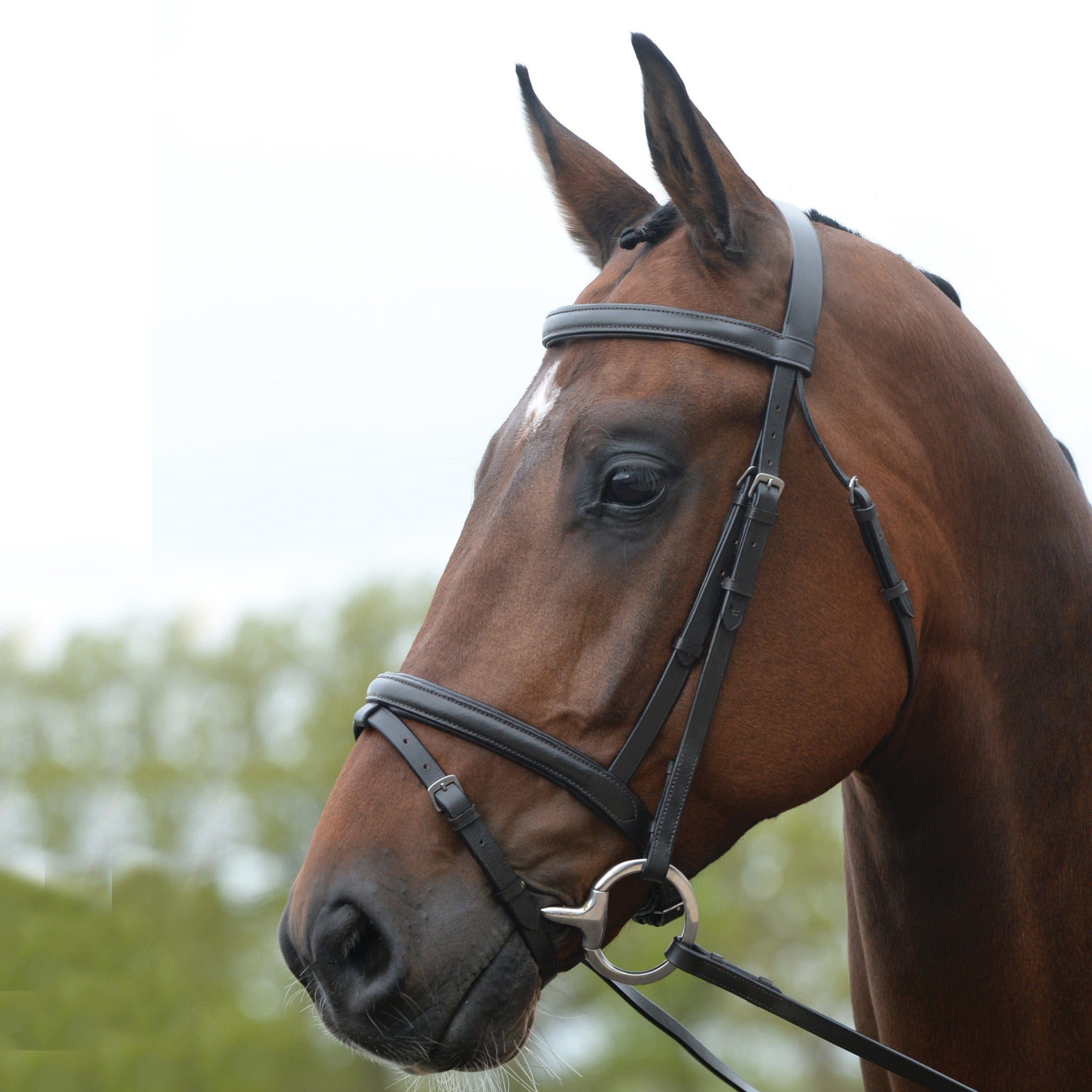 Kincade Flash Bridle II