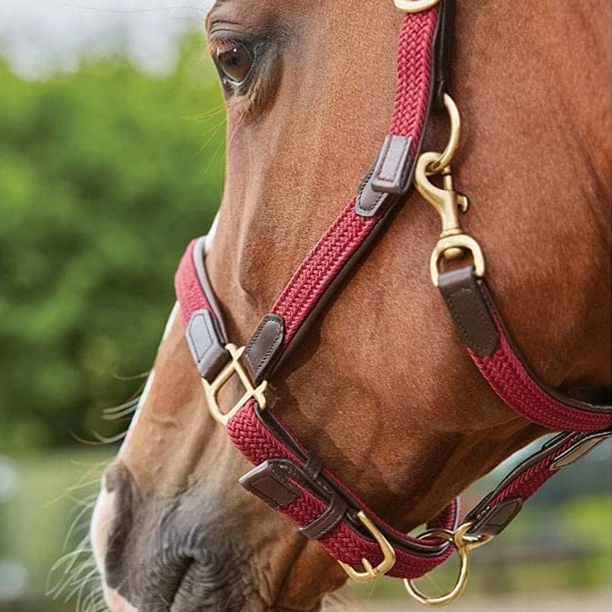Kincade Braided Leather Headcollar Maroon Side 1003613005