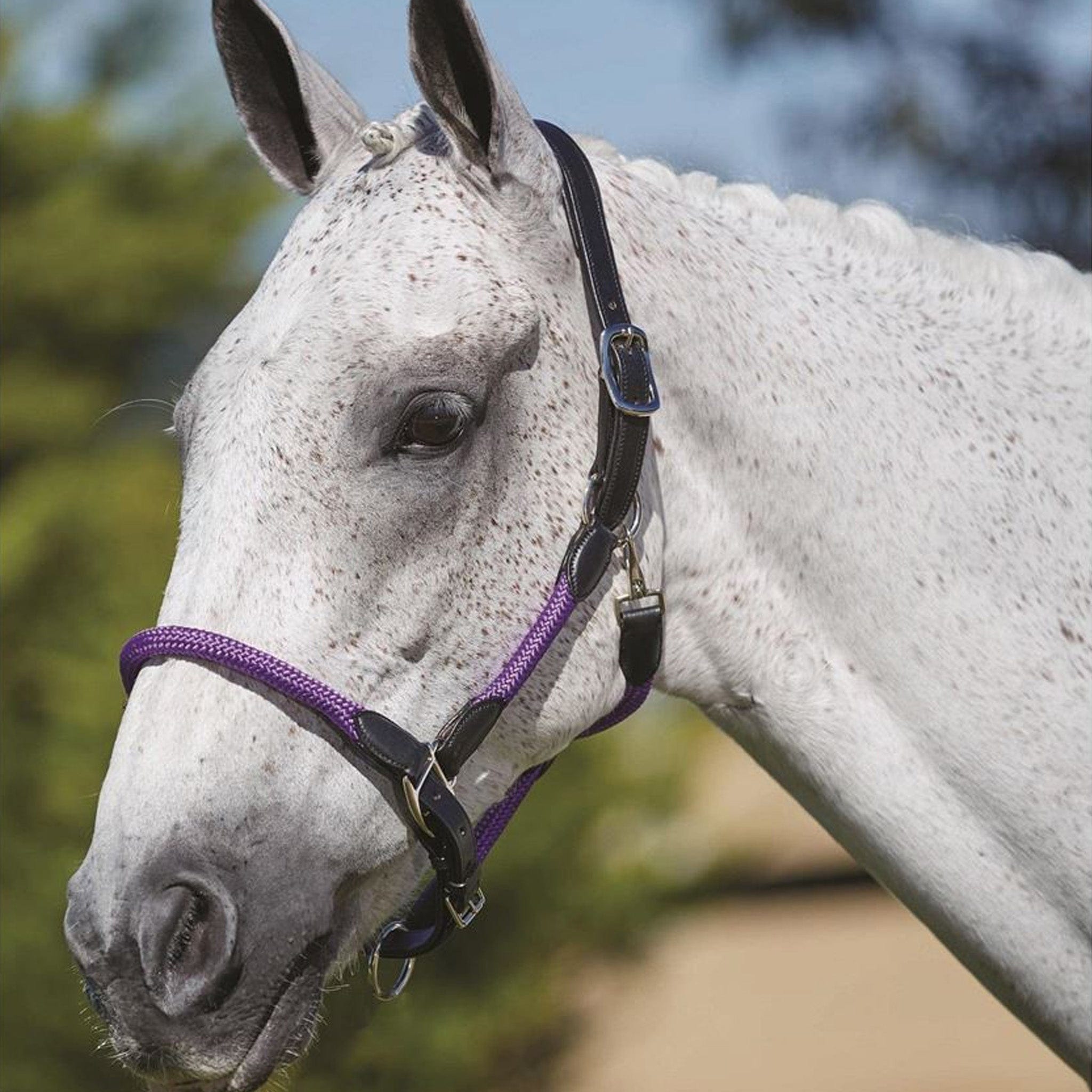 Kincade Leather Rope Headcollar