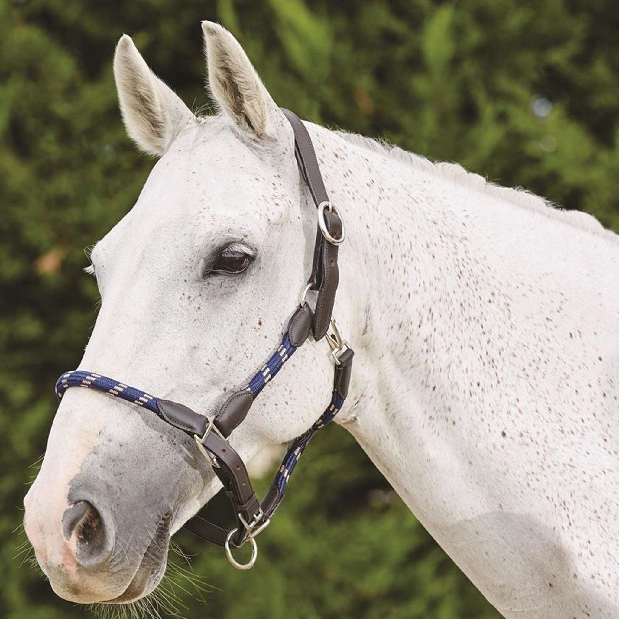 Kincade Leather Rope Headcollar - Cob · Navy and Brown