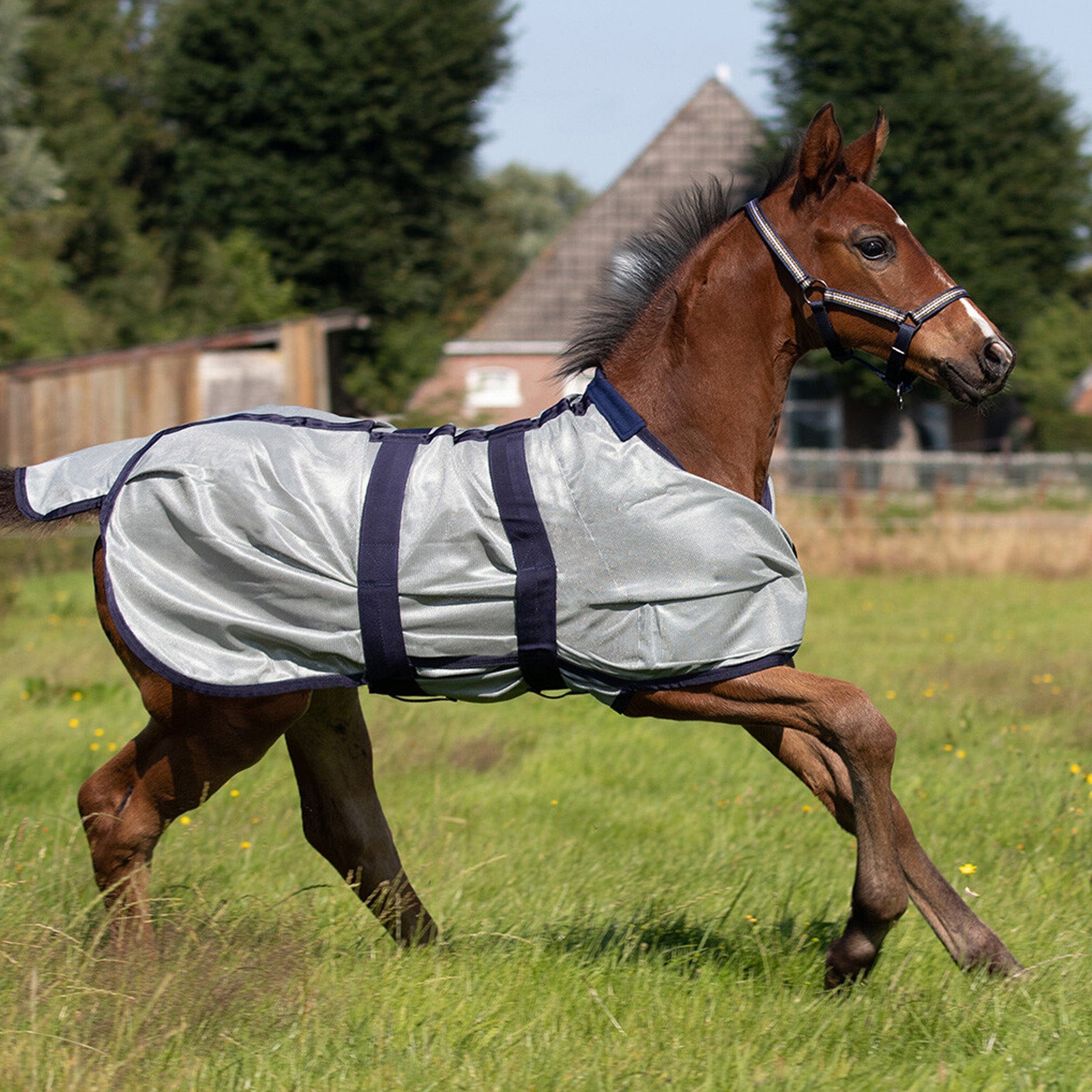 Fly rugs store for horses