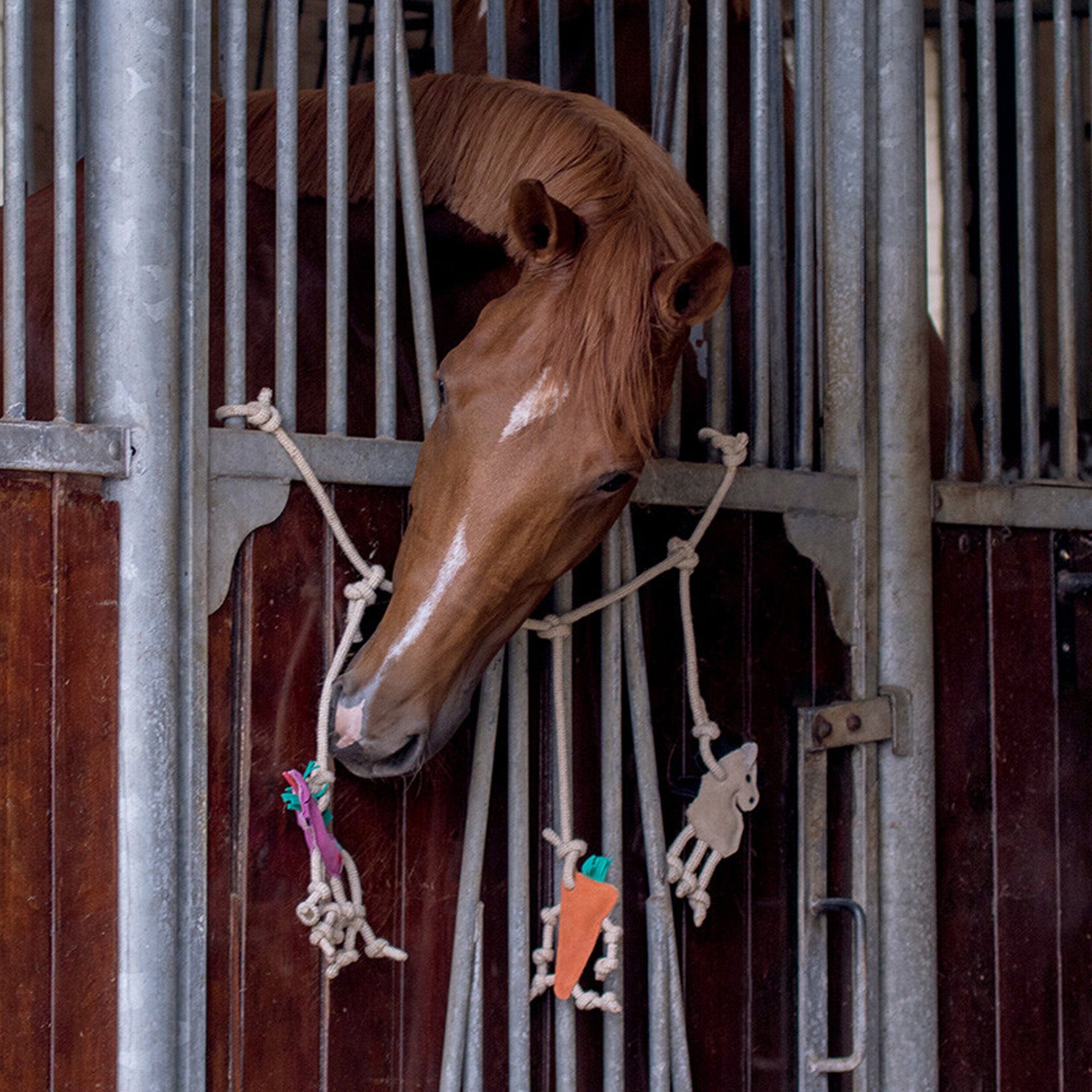 Equine toys for store horses