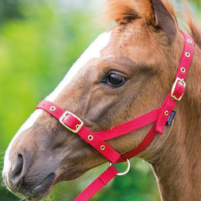 {"default":"Foal Headcollars"}