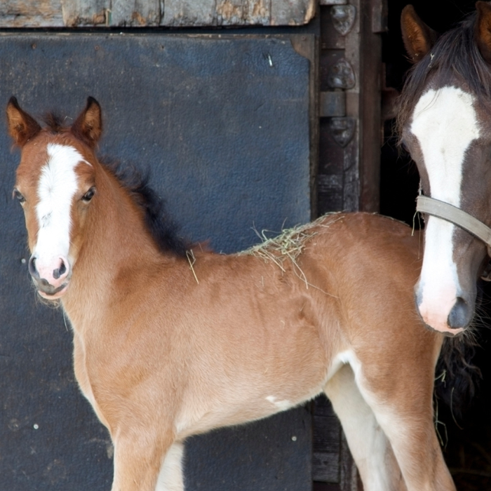 {"default":"Stable Disinfectants"}