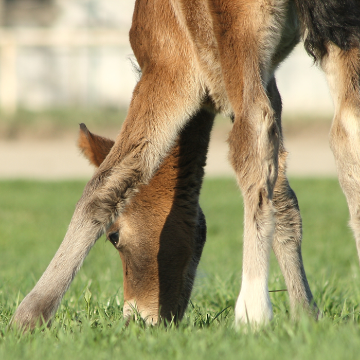 {"default":"Foal Supplements"}