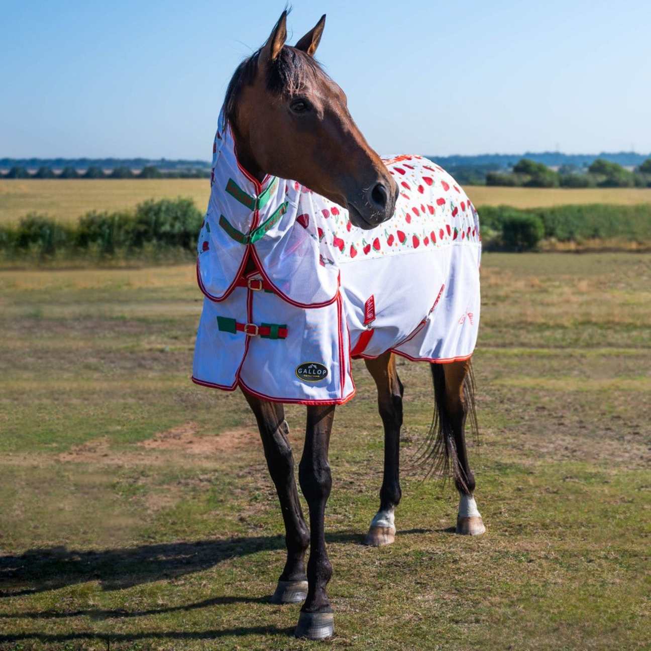 Fly Rug Use Horse Fly Rugs | Fly Rugs and Sweet Itch Rugs For Horses – EQUUS