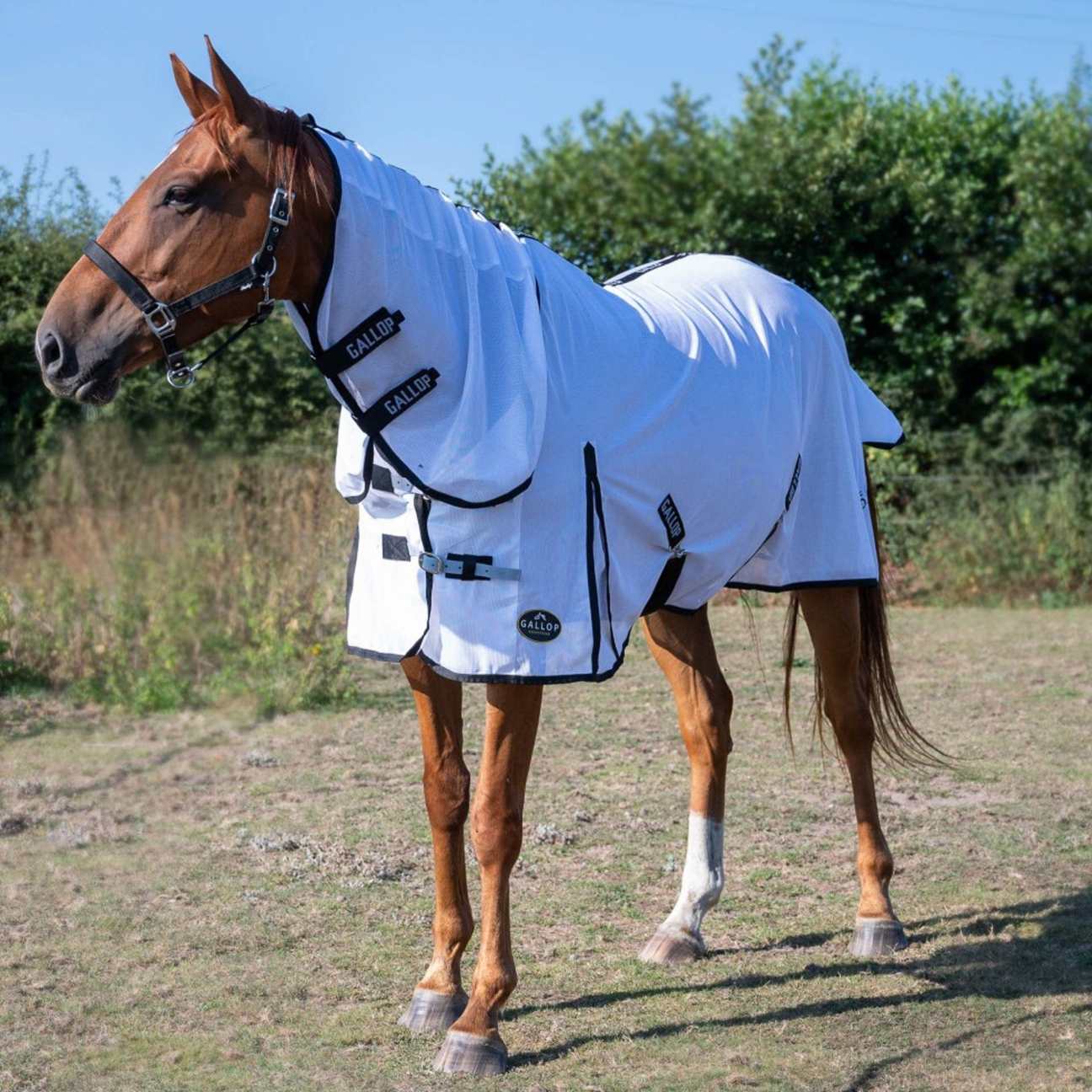 Horse Fly Rugs Fly Rugs and Sweet Itch Rugs For Horses EQUUS