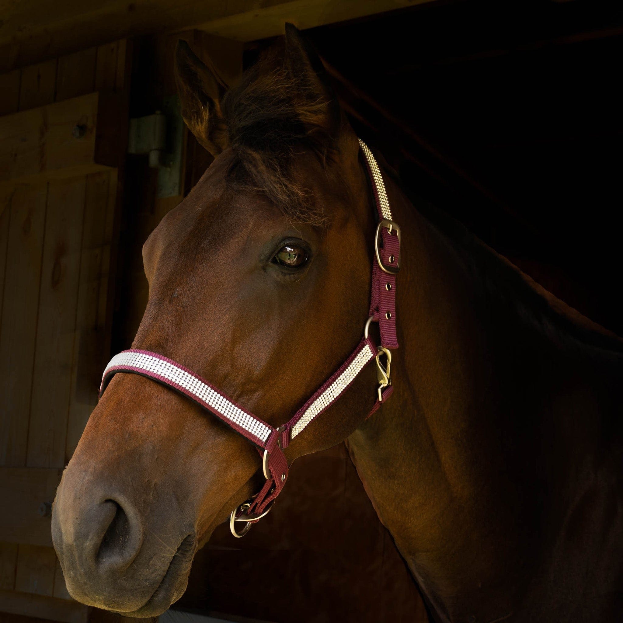 Gallop Diamante Padded Headcollar - Shetland · Burgundy