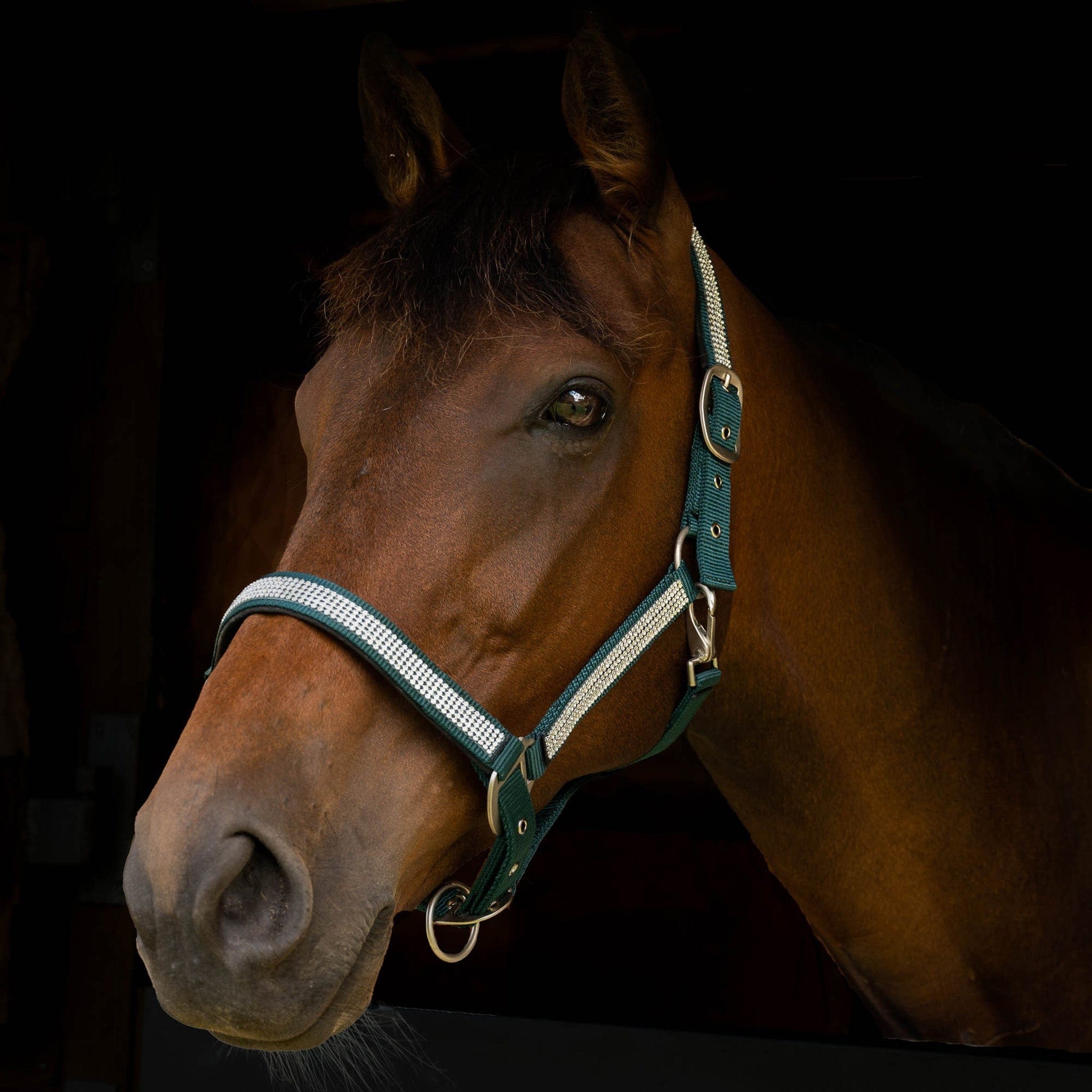 Gallop Diamante Padded Headcollar - Shetland · Green