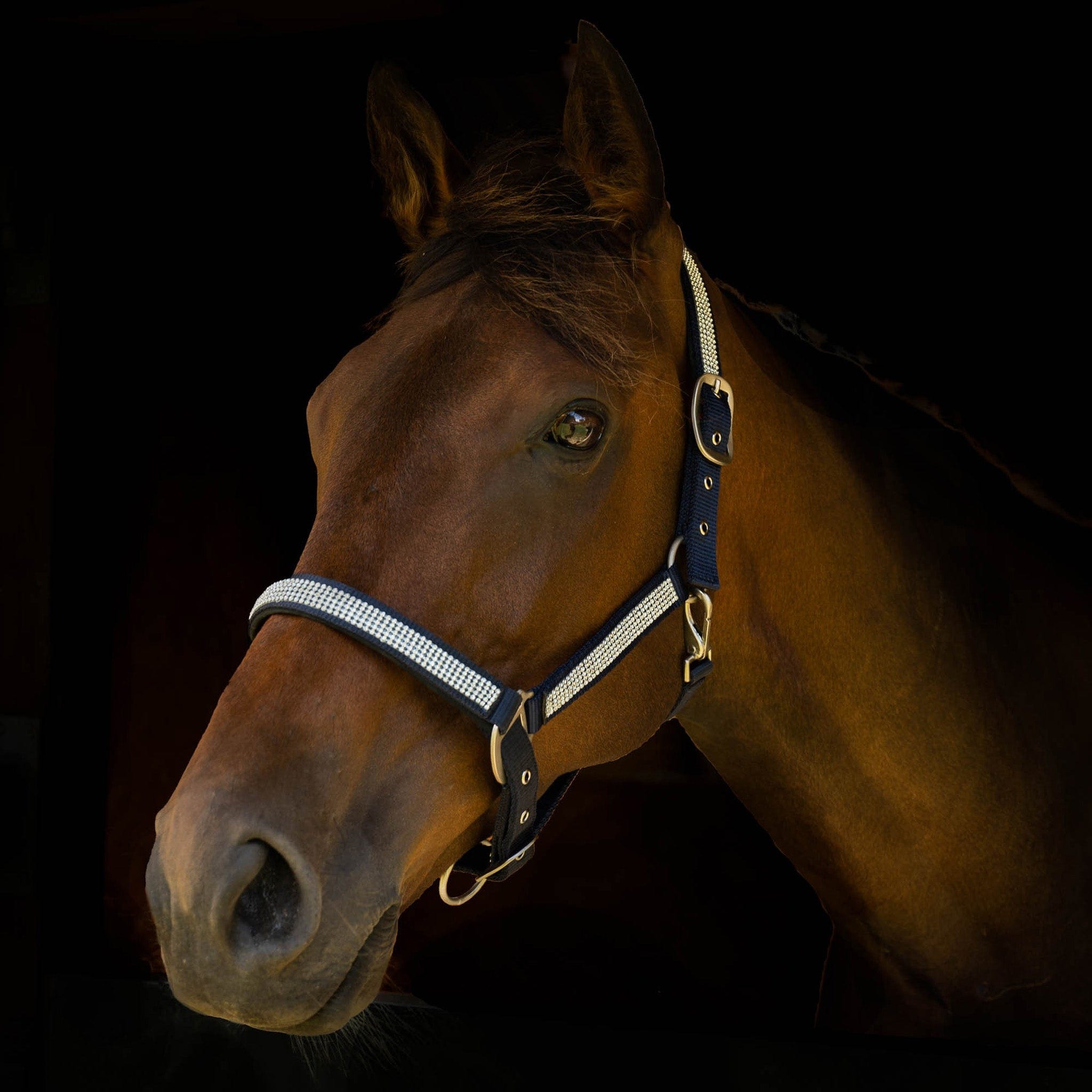 Gallop Diamante Padded Headcollar - Shetland · Navy