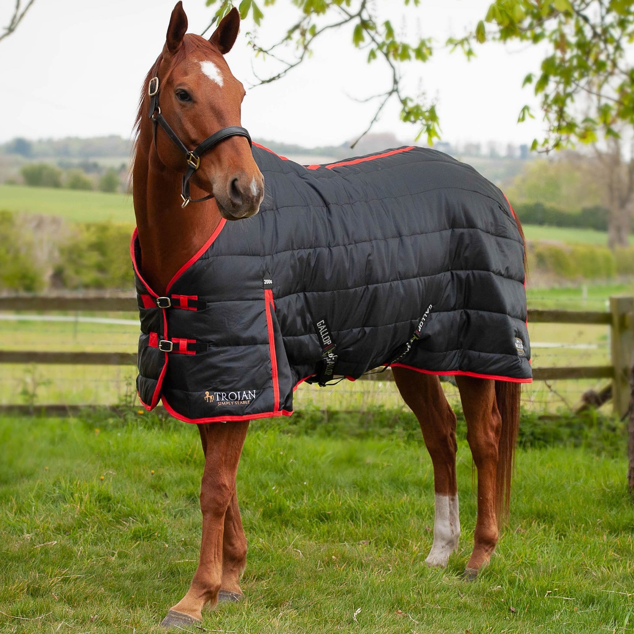 Gallop Trojan Mediumweight 200g Standard Neck Stable Rug Black and Red 2101