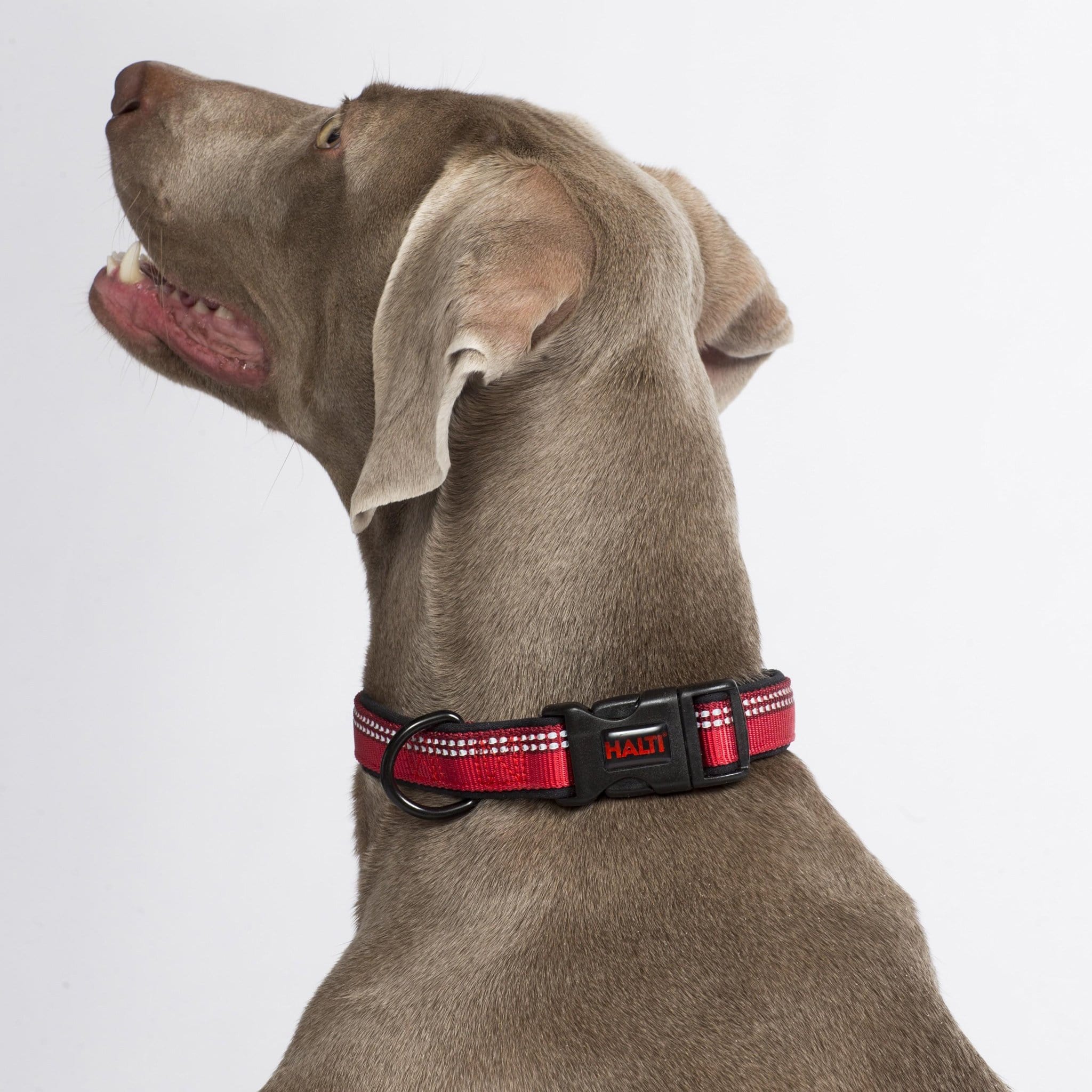 Halti Dog Collar