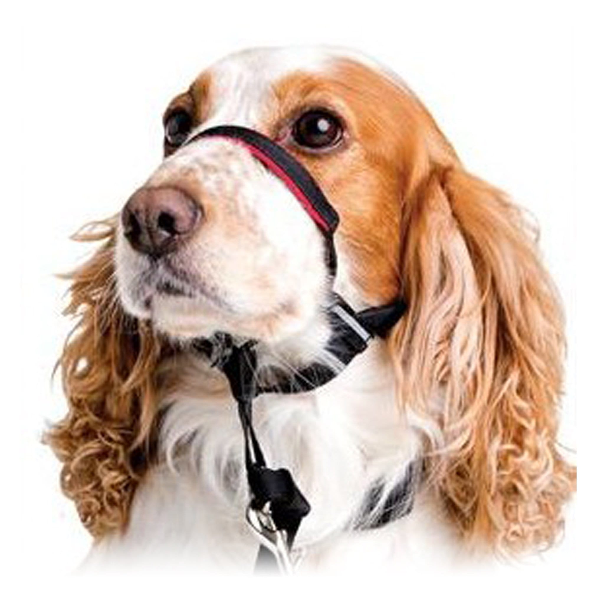 Headcollar dog hot sale