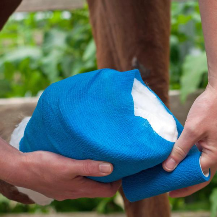 {"default":"Horse First Aid"}