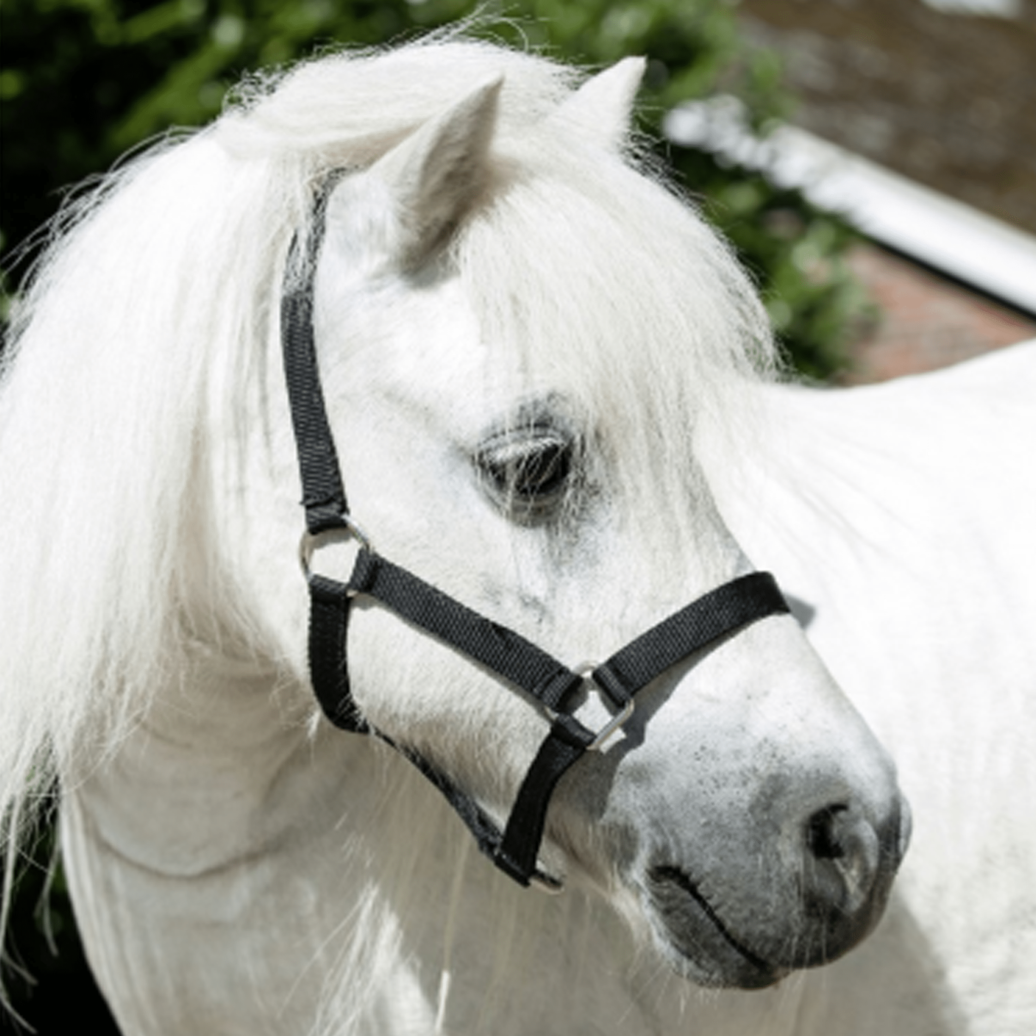 HKM Mini Shetty Head Collar Burgundy