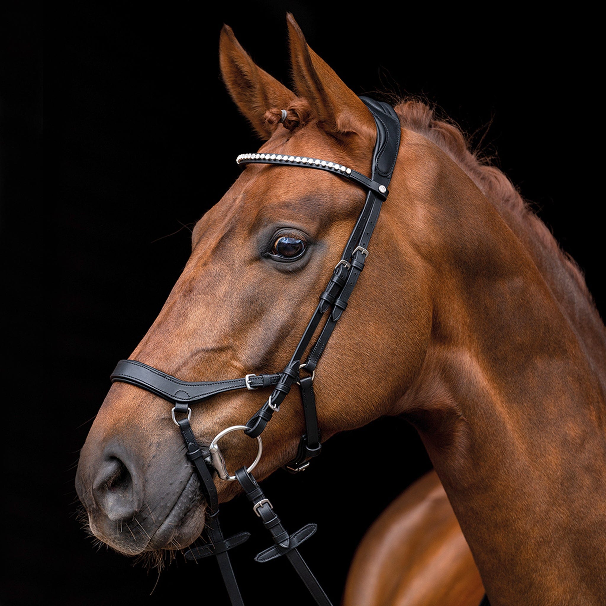 HKM Pro Anatomical Bridle Black on Horse 12399