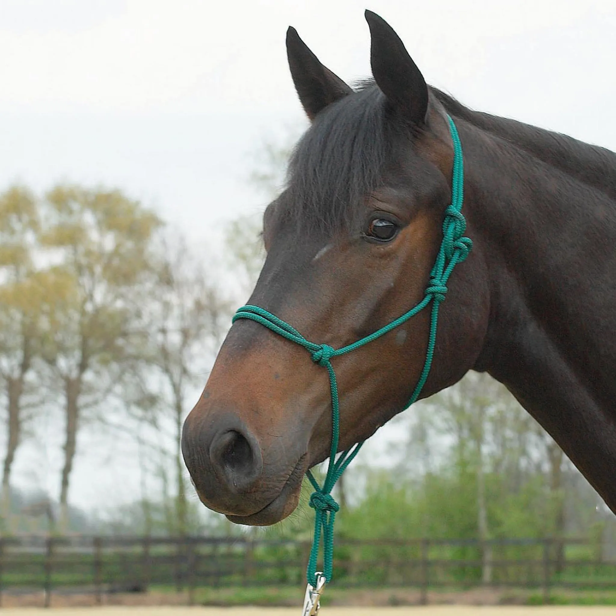 {"default":"Horse Gifts Under £25"}