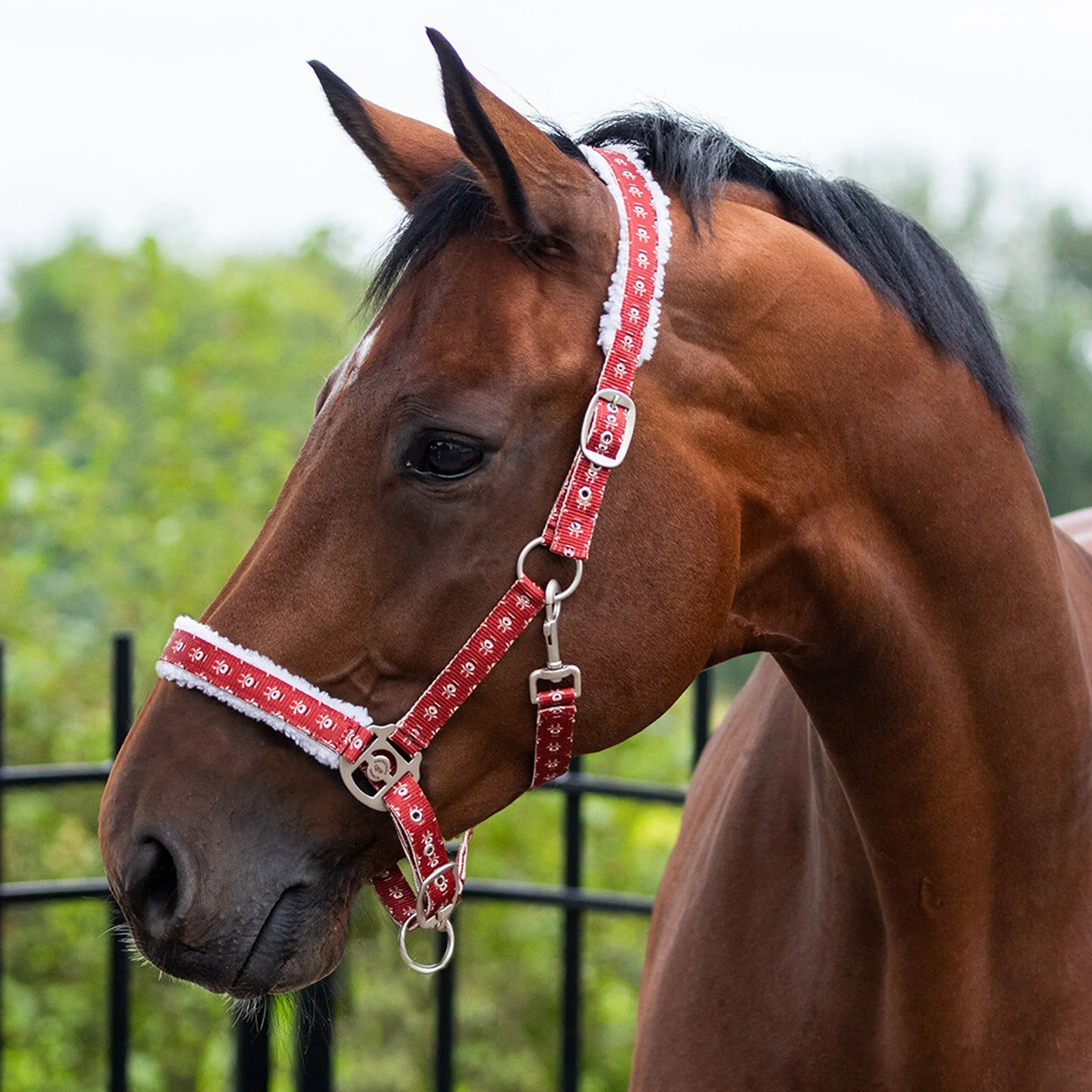 {"default":"Headcollars and leading ropes"}