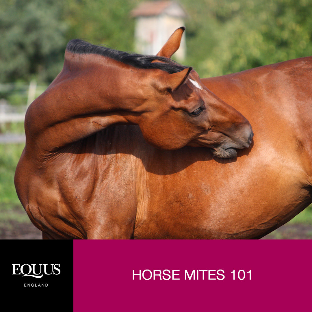 Horse Mites 101