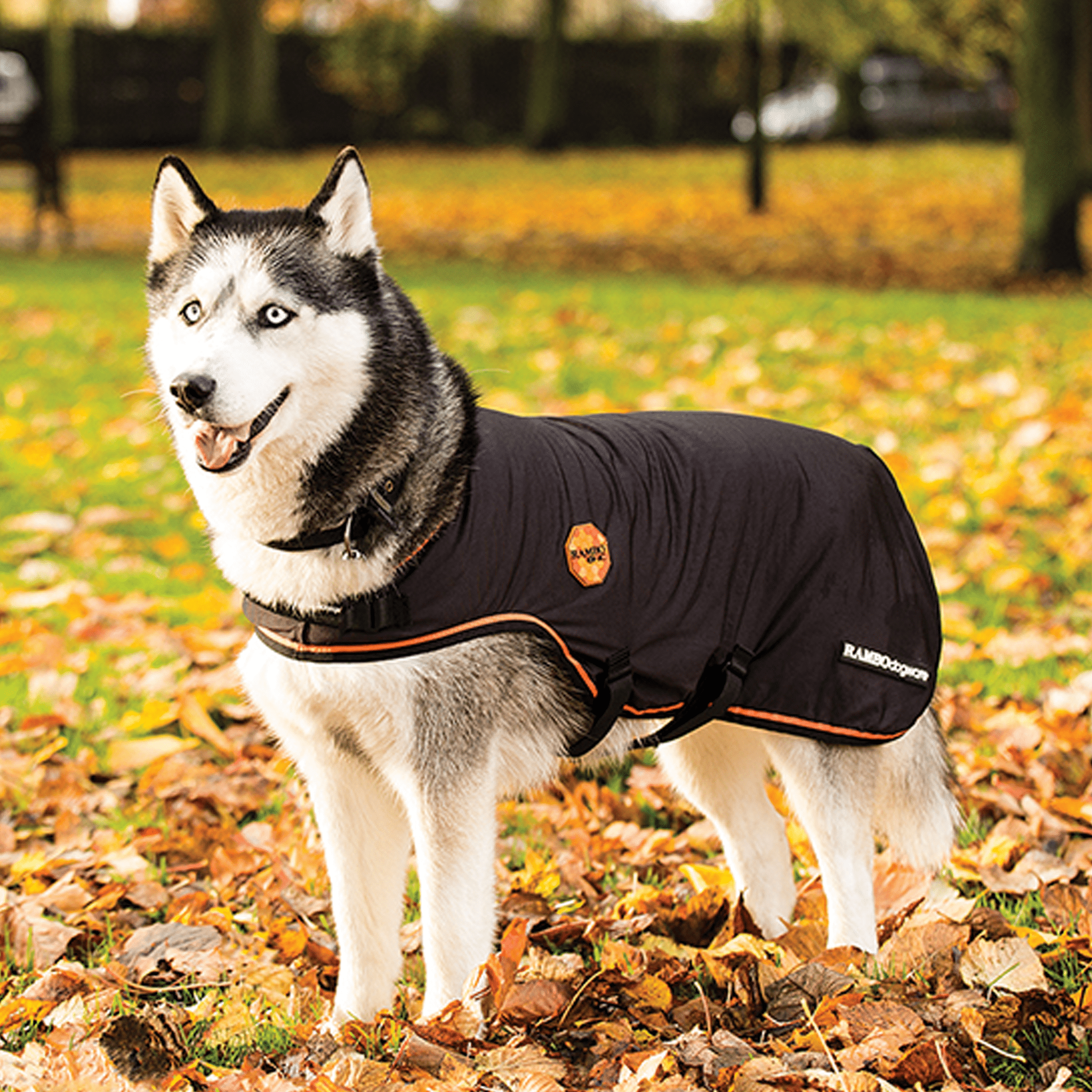Rambo Ionic Dog Rug RRJK60 Black Orange Piping on Dog
