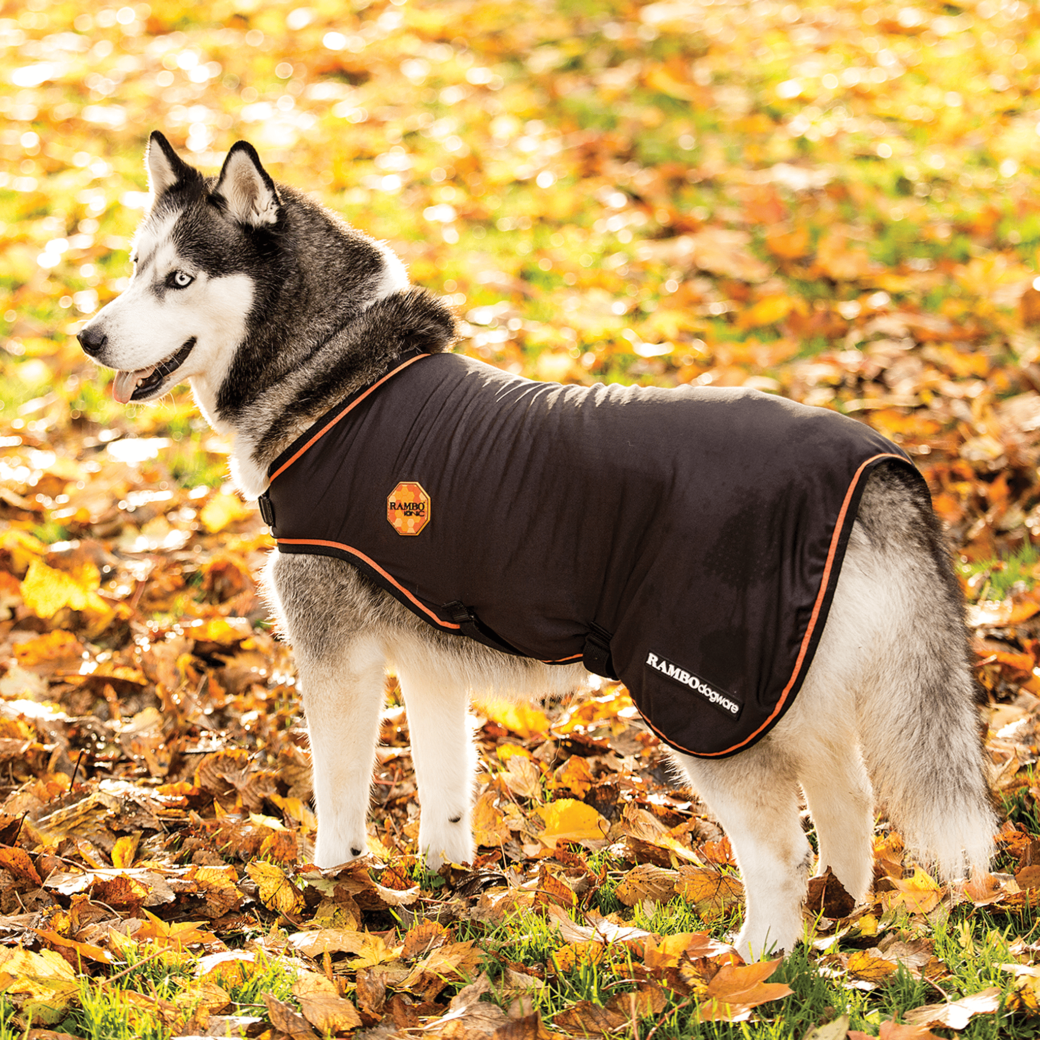 Rambo Ionic Dog Rug RRJK60 Black and Orange on Husky