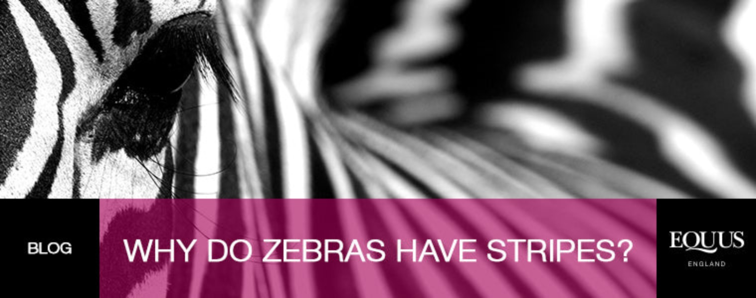 why a zebra print fly rug is the best protection for your horse from flies