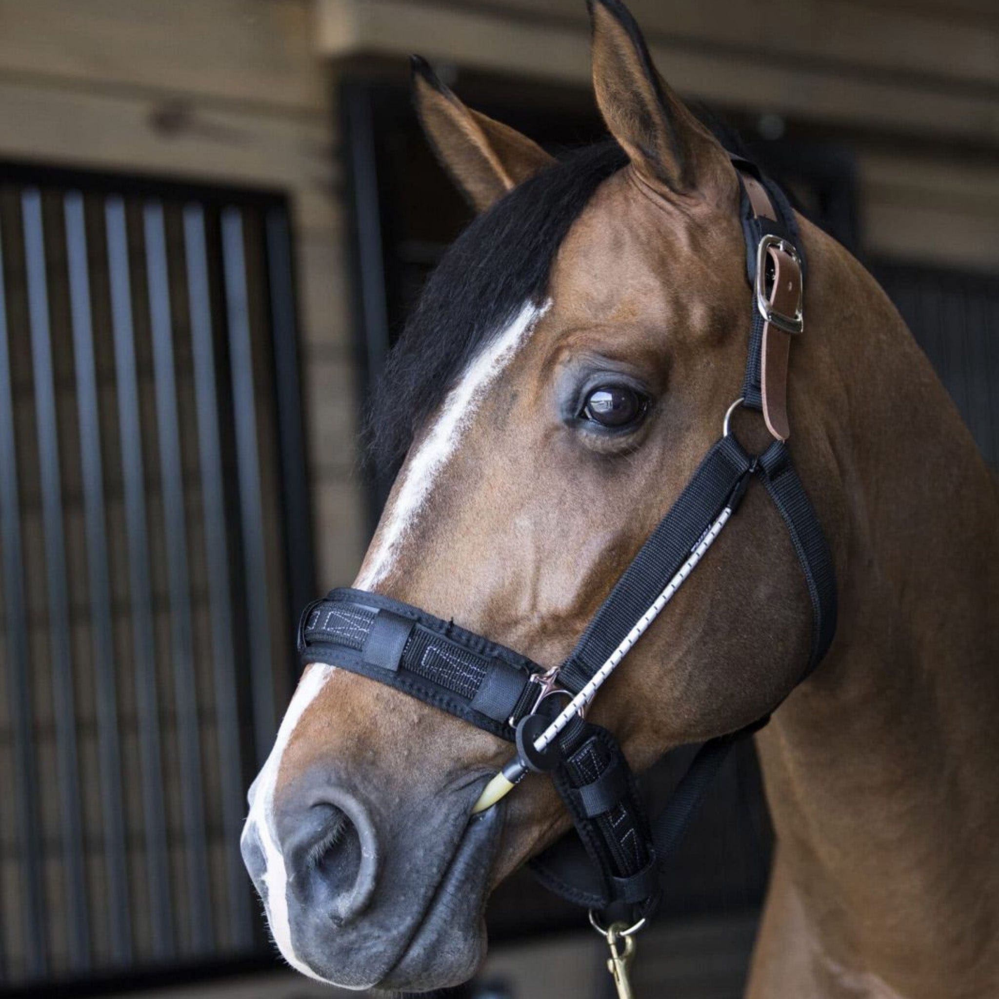 Thinline Halter Busy Buddy For Horses ThinLine Busy Buddy Horse