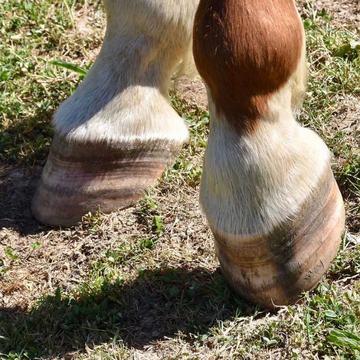 {"default":"laminitis"}