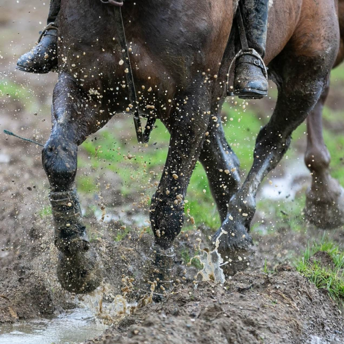 {"default":"What is Mud Fever?"}