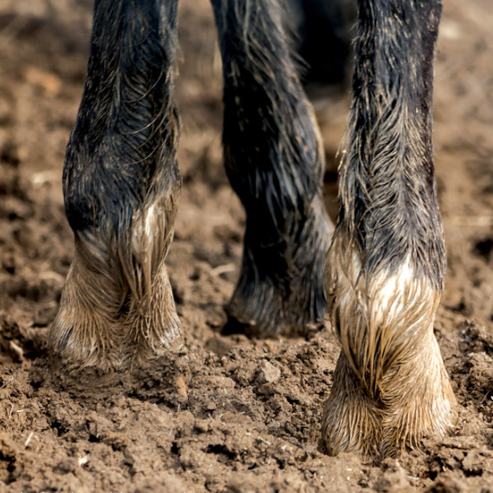 {"default":"Mud Fever Treatment"}