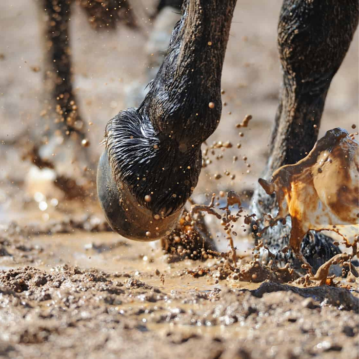 {"default":"Mud Fever"}