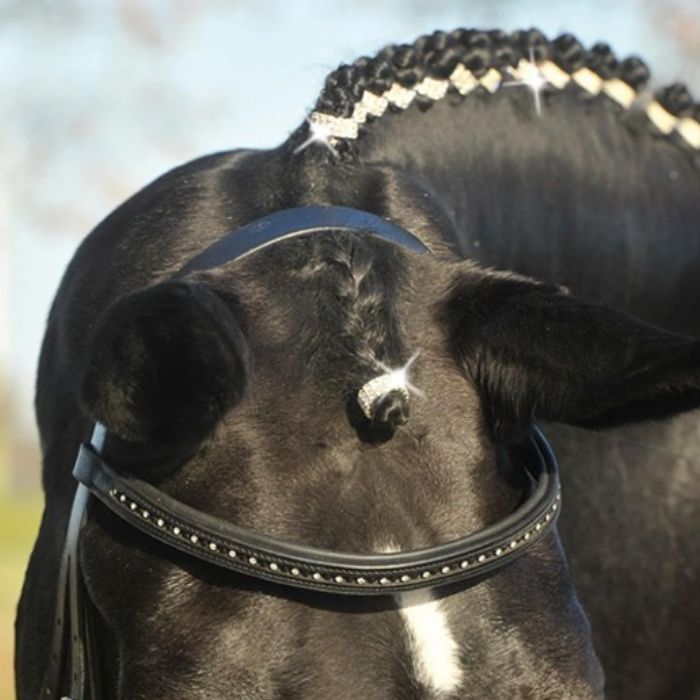 {"default":"Plaiting & Show Preparation"}