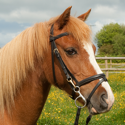 {"default":"Pony Bridles"}