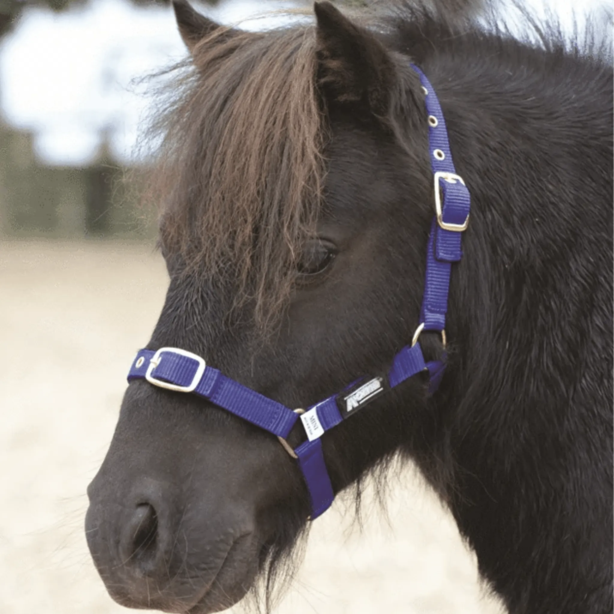 {"default":"Headcollars"}