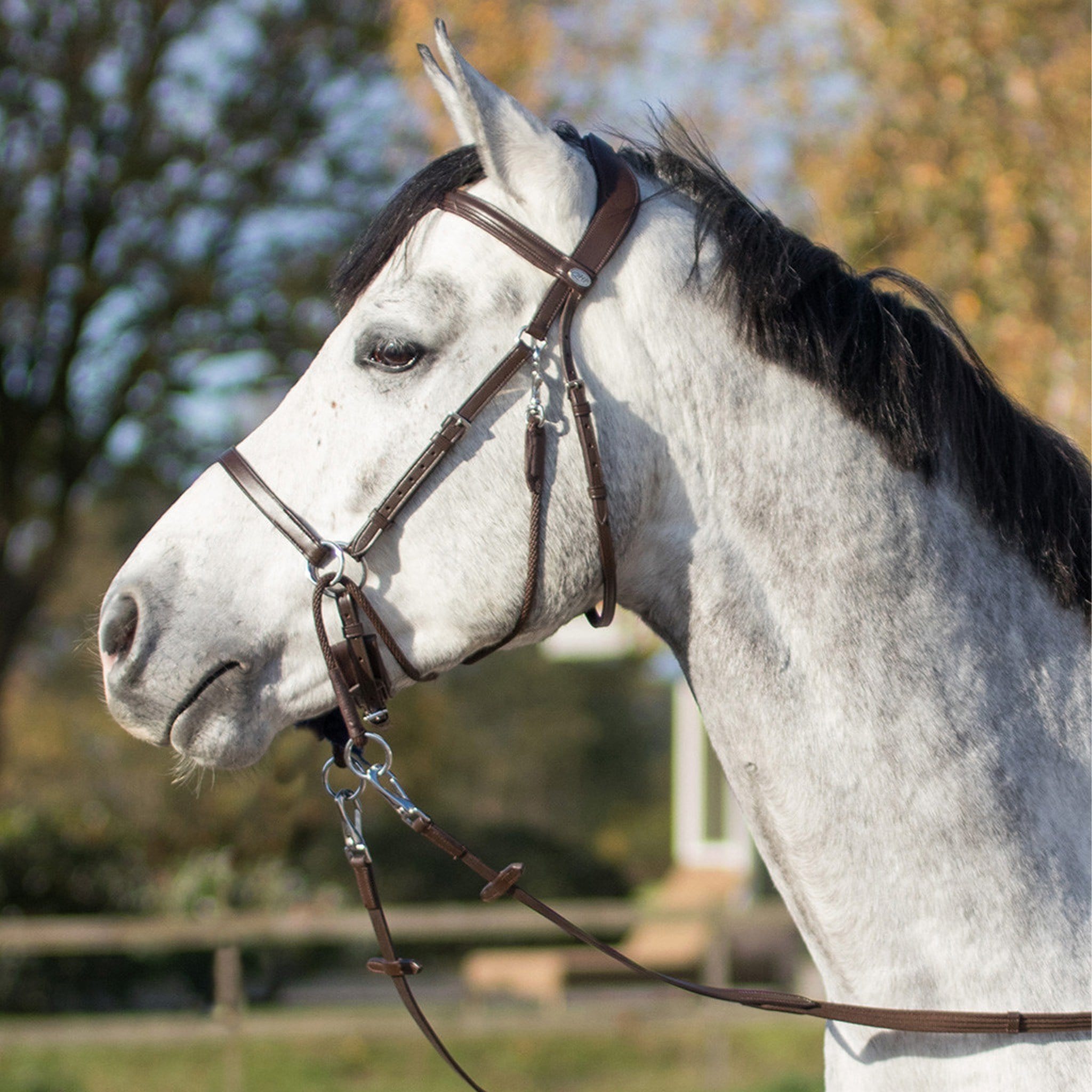 Qhp Ceto Bitless Bridle - Cob · Brown