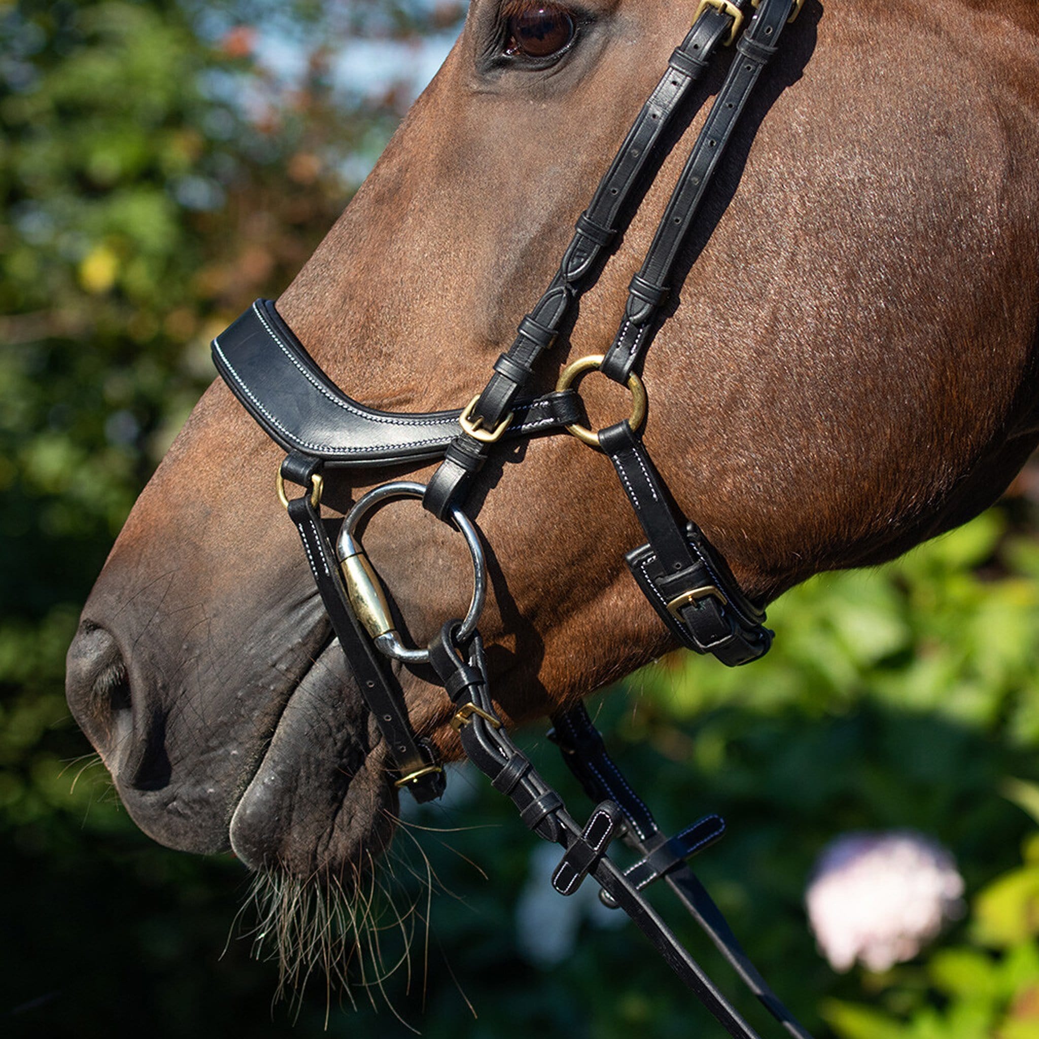 QHP Devi Bridle